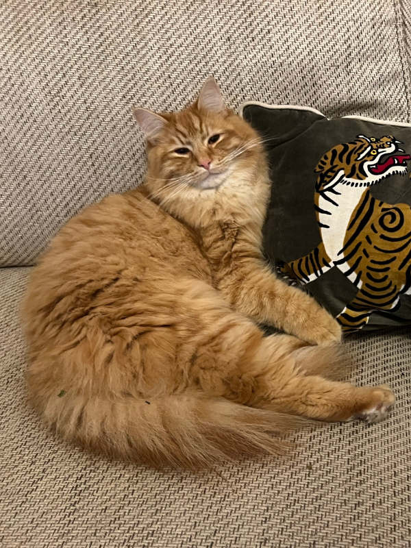 Churro Avatar